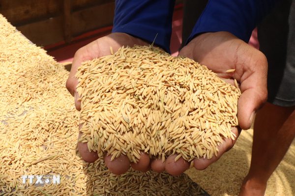 Giảm thất thoát sau thu hoạch, gia tăng giá trị hạt gạo Việt Nam