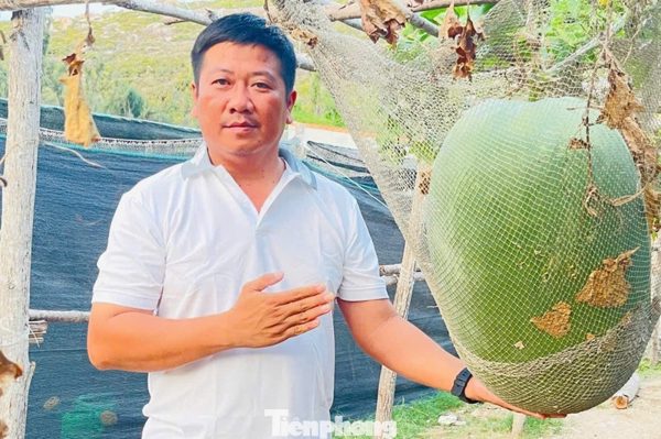 Giống bí đao ‘khổng lồ’ bén duyên nơi đảo xa