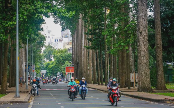 Giữ hàng cây lâu năm ở TP.HCM cho người dân bóng mát, nhưng an toàn phải trên hết