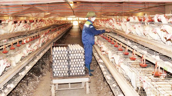 Gỡ “nút thắt” trong liên kết chuỗi sản xuất nông nghiệp