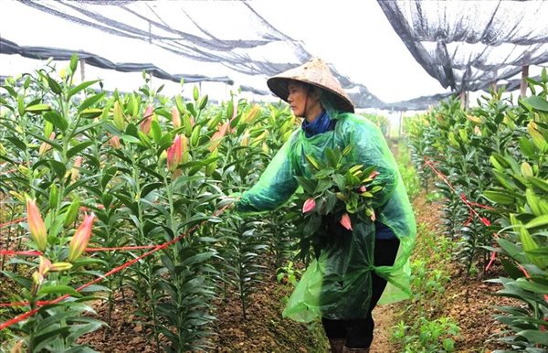 Gỡ vướng cơ chế, đánh thức đất lúa kém hiệu quả