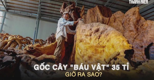 Gốc cây ‘báu vật’ 35 tỉ đồng từng gây xôn xao miền Tây, giờ ra sao?