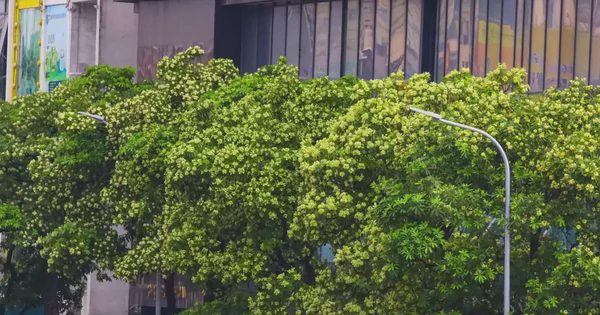 Hà Nội ban hành danh mục quản lý cây xanh: Không còn cây hoa sữa