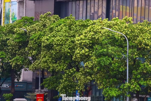 Hà Nội ban hành danh mục quản lý cây xanh: Không còn cây hoa sữa