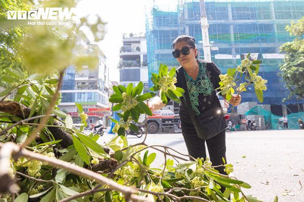 Hà Nội bắt đầu cắt tỉa hoa sữa, nhiều người tiếc nuối nhặt hoa mang về