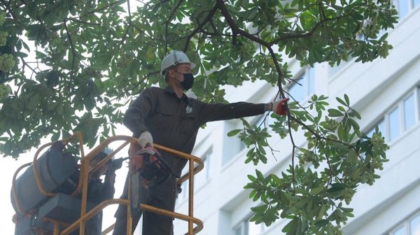 Hà Nội cắt tỉa gần 1.000 cây hoa sữa