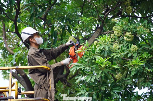 Hà Nội cắt tỉa gần 1.000 cây hoa sữa