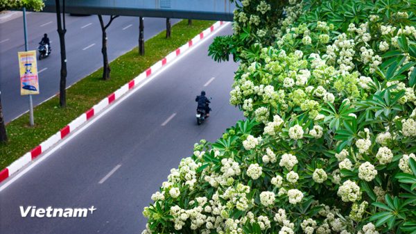 Hà Nội cắt tỉa hoa sữa trên nhiều tuyến phố, giảm mùi hương nồng
