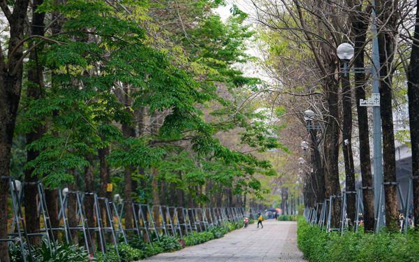 Hà Nội định hướng mỗi đường phố một loại cây