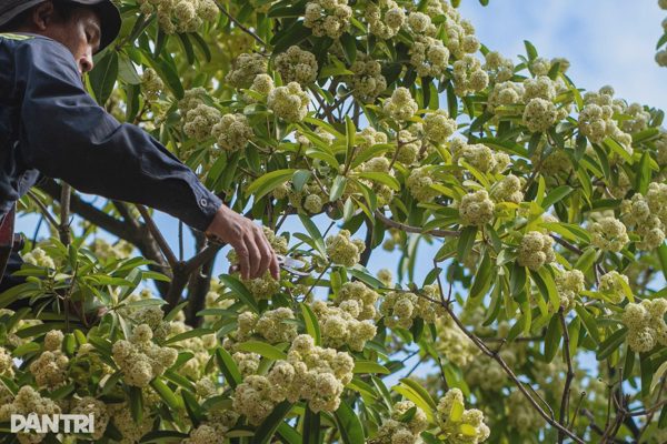 Hà Nội hỏi ý kiến người dân việc có nên đánh chuyển bớt cây hoa sữa