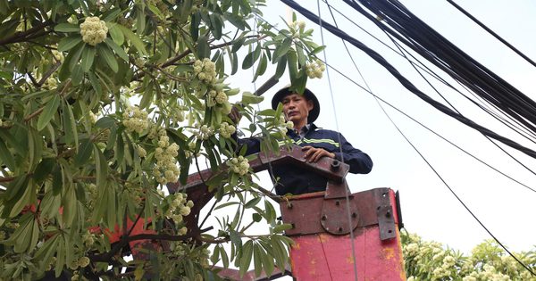 Hà Nội hỏi ý kiến người dân việc điều chỉnh mật độ cây hoa sữa