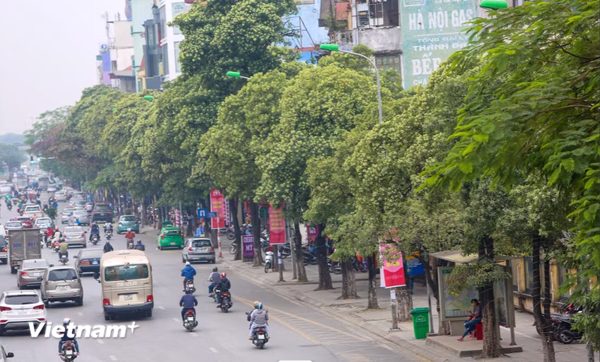 Hà Nội khẩn trương rà soát các tuyến phố có mật độ cây hoa sữa dày đặc