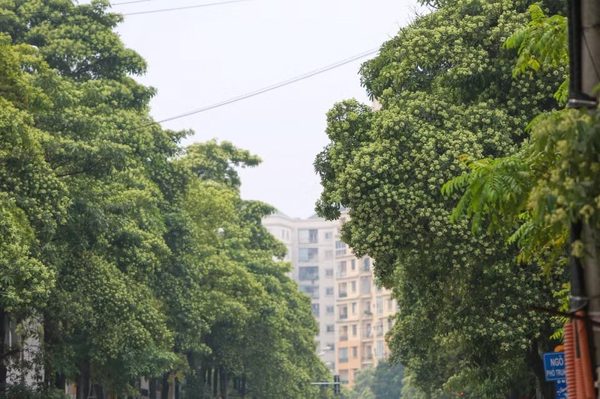 Hà Nội khẩn trương triển khai các biện pháp nhằm điều chỉnh mật độ cây hoa sữa