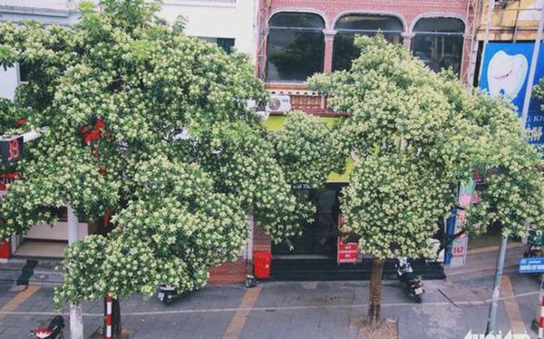 Hà Nội khẳng định chưa thực hiện đánh chuyển, tỉa bớt cây hoa sữa ra khỏi khu dân cư