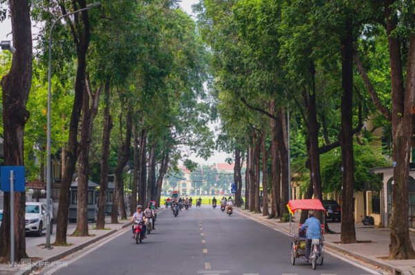 Hà Nội không đồng loạt thay thế cây chưa phù hợp