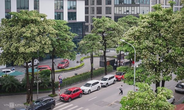 'Hà Nội không nên di chuyển hoa sữa hàng loạt'