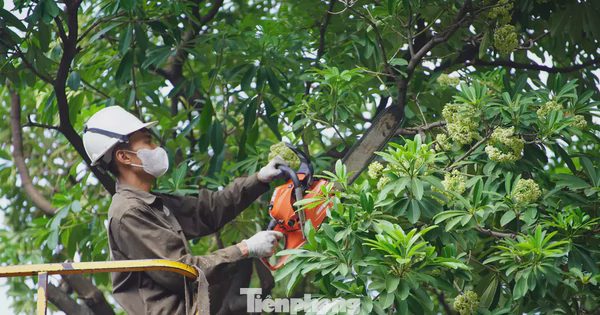 Hà Nội lấy ý kiến người dân về chặt, chuyển cây hoa sữa