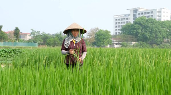 Hà Nội mở rộng vùng lúa chất lượng cao, nâng giá trị kinh tế trên mỗi hecta