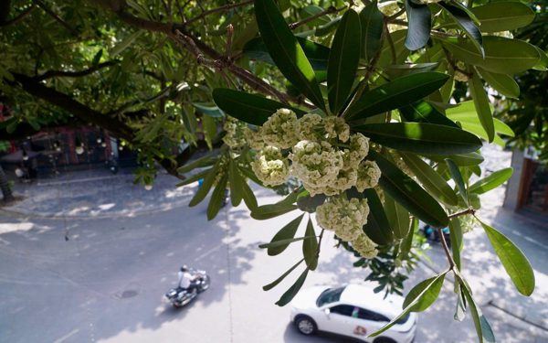 Hà Nội muốn mỗi phố một loài cây, chuyên gia khuyên trồng đan xen