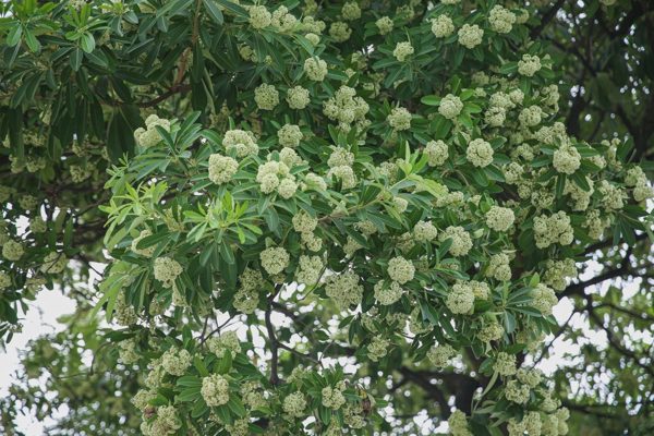 Hà Nội nghiên cứu điều chỉnh mật độ cây hoa sữa ở khu dân cư
