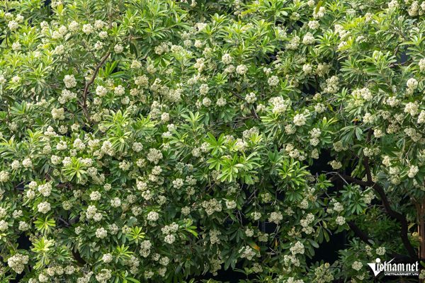 Hà Nội nói rõ thông tin thay hoa sữa phố Nguyễn Du bằng sao đen