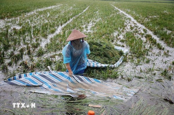 Hà Nội: Nước sông Tích dâng cao, nhiều khu vực xã Kiều Phú ngập sâu