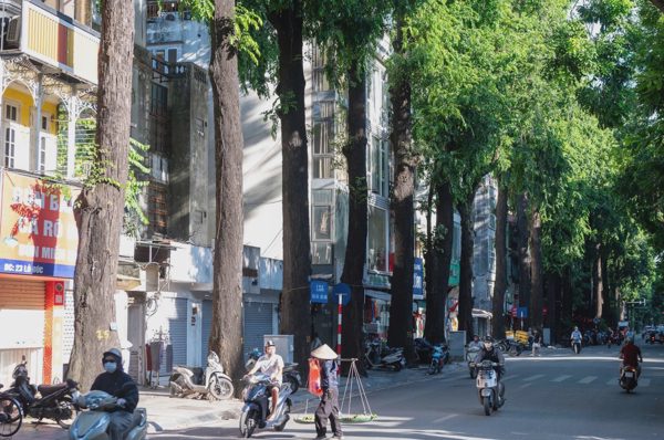 Hà Nội quy hoạch cây xanh trên các tuyến phố chính thế nào?