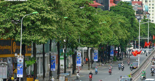 Hà Nội rà soát, dịch chuyển bớt cây hoa sữa ở khu dân cư