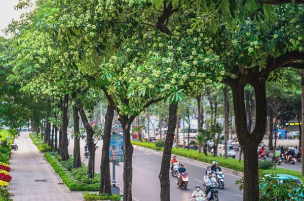 Hà Nội rà soát, dịch chuyển cây hoa sữa