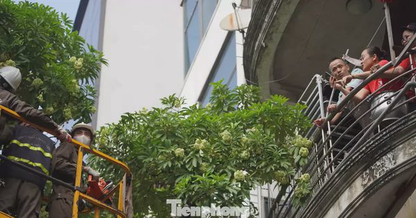 Hà Nội sẽ thay thế hoa sữa phố Nguyễn Du bằng cây sao đen