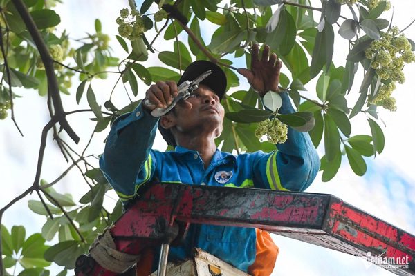 Hà Nội sẽ trồng cây gì thay thế khi di dời hoa sữa?