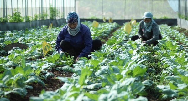 Hà Nội số hóa dữ liệu vùng trồng, minh bạch chuỗi cung ứng rau an toàn