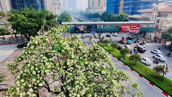 Hà Nội tính thay thế dần những nơi trồng hoa sữa quá dày