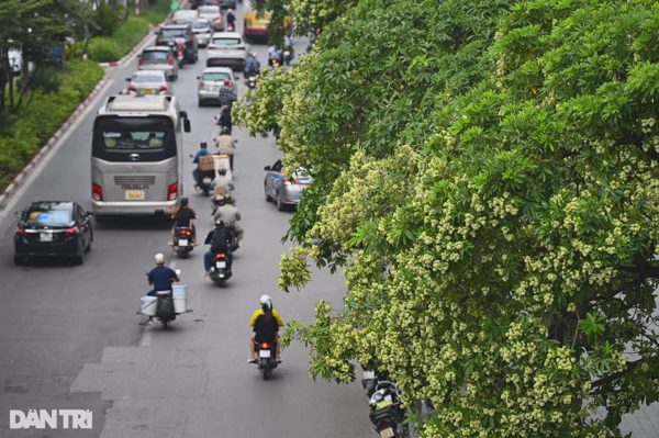 Hà Nội ưu tiên cắt tỉa, dịch chuyển bớt cây hoa sữa những khu vực nào?