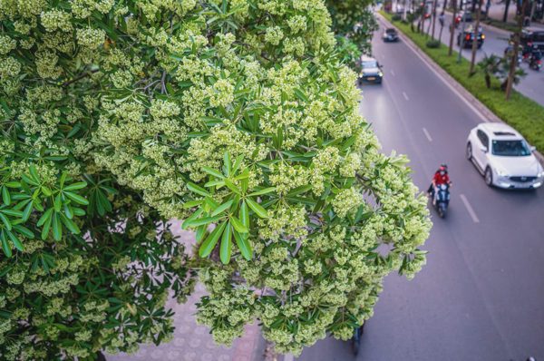 Hà Nội xem xét cắt tỉa chùm hoa sữa để giảm mùi hương