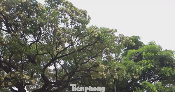 Hà Nội yêu cầu cắt tỉa ngay hoa sữa vì mùi quá nồng