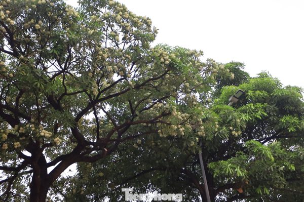 Hà Nội yêu cầu cắt tỉa ngay hoa sữa vì quá nồng