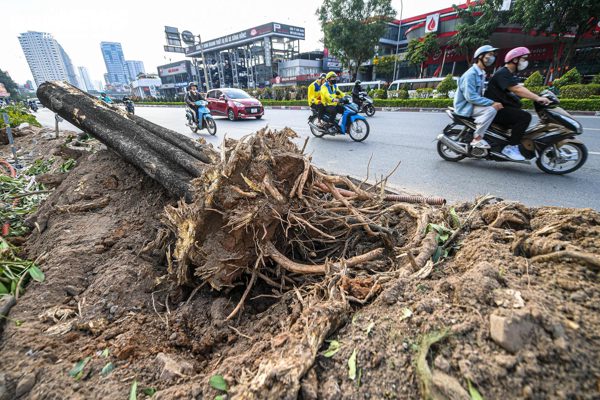 Hà Nội yêu cầu hạn chế chặt hạ cây xanh khi mở đường, xén dải phân cách