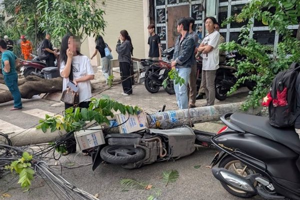 Hai cây phượng bật gốc kéo đổ 3 trụ điện, làm hư hỏng nhiều xe ở TPHCM