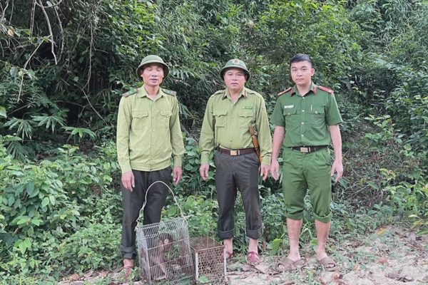 Hai con khỉ quý hiếm vào vườn nhà dân phá hoa màu