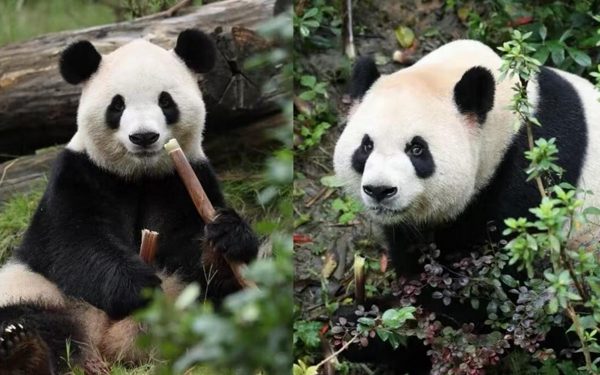 Hai 'đại sứ' đặc biệt từ Trung Quốc đã đặt chân tới Mỹ
