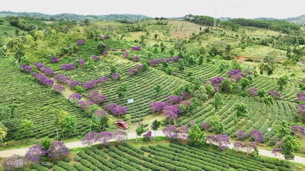 Hai đồi hoa mua tím hút khách ở Măng Đen