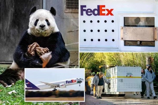 Hai gấu trúc khổng lồ đi chuyên cơ từ Trung Quốc đến Mỹ
