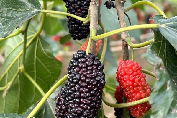 Hai loại cây quen thuộc nên sử dụng trong mùa thu