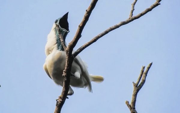 Hai loài chim ồn ào bậc nhất thế giới: Tiếng hót to như búa khoan, vượt 120 decibel