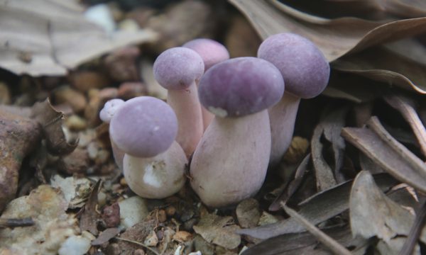 Hái 'lộc trời' dưới rừng tràm