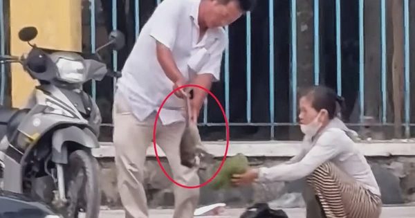 Hai người bắt khỉ con ở Tòa thánh Tây Ninh hóa ra thuộc đội bảo vệ khỉ