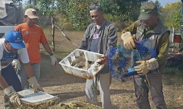 Hai người Việt bị bắt ở Indonesia với cáo buộc buôn lậu 3.400 chim cảnh