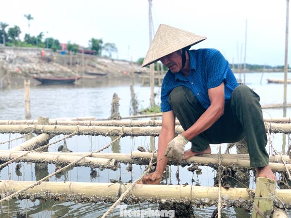 'Hái ra tiền' với nghề thả dây trên sông cho hàu bám