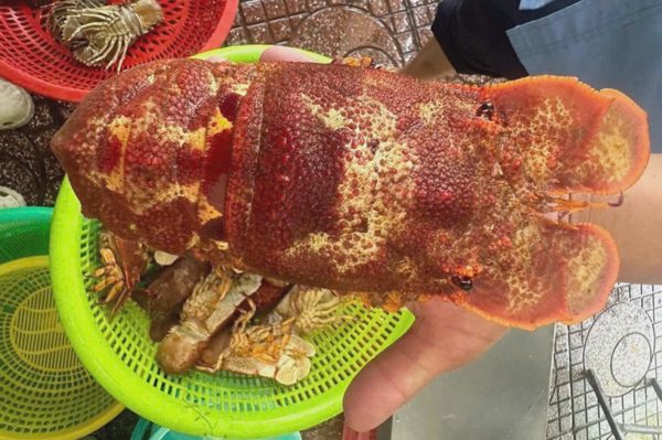 Hải sản độc lạ giá tiền triệu bán chạy dịp lễ 2/9